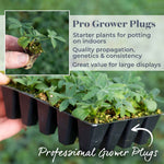 Lupin 'gallery Mix' - Hardy Herbaceous Perennials Garden Ready Plants | 60 x Pro Grower Plugs
