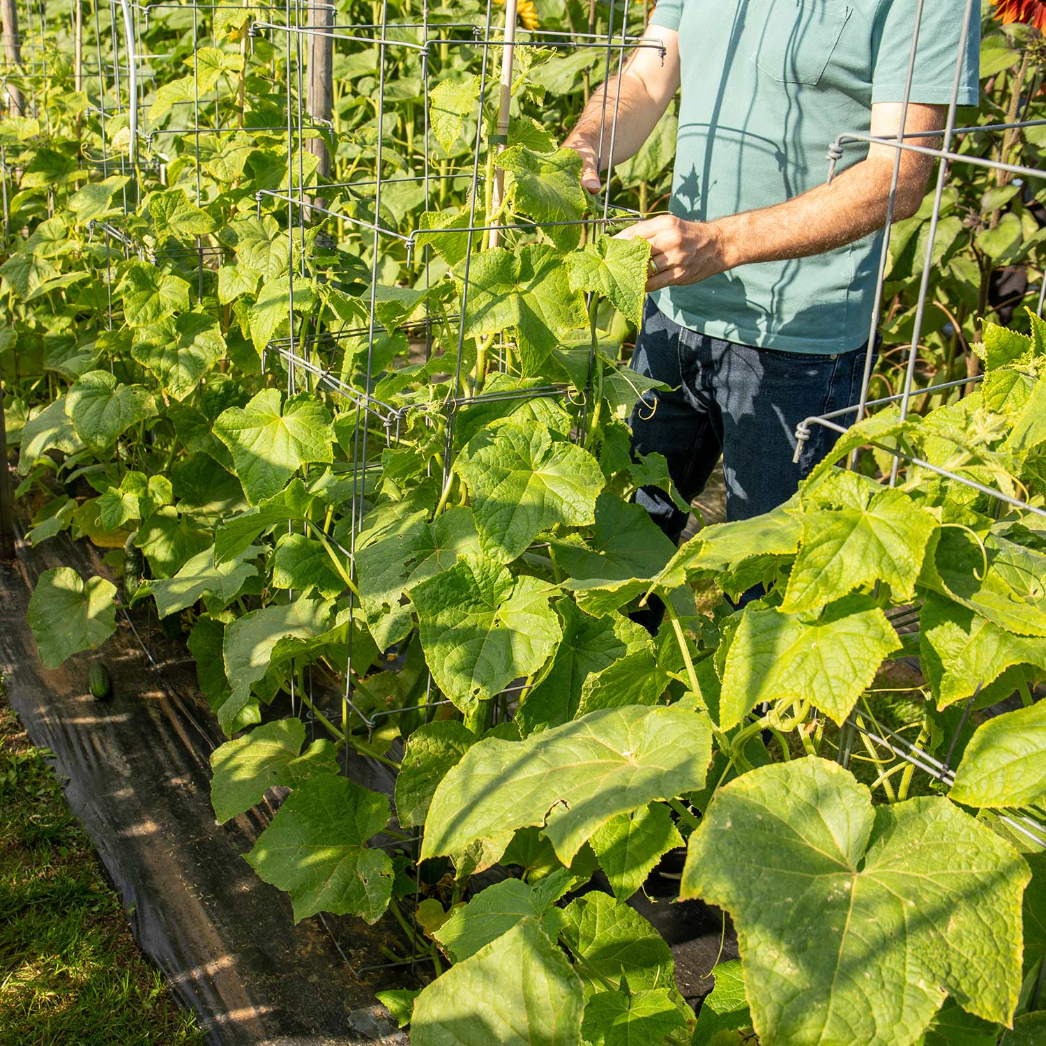 Cucumber 'burpless Tasty Green' F1 Hybrid Mildew Resistant | 6 x Jumbo Plugs | Green
