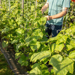 Grafted Cucumber 'passandra' All-female Greenhouse Vine | 3 x 7cm | Green