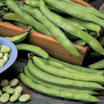 Broad Bean Plant Aquadulce Claudia Early Hardy Variety | 24 x Pro Grower Plugs | Green