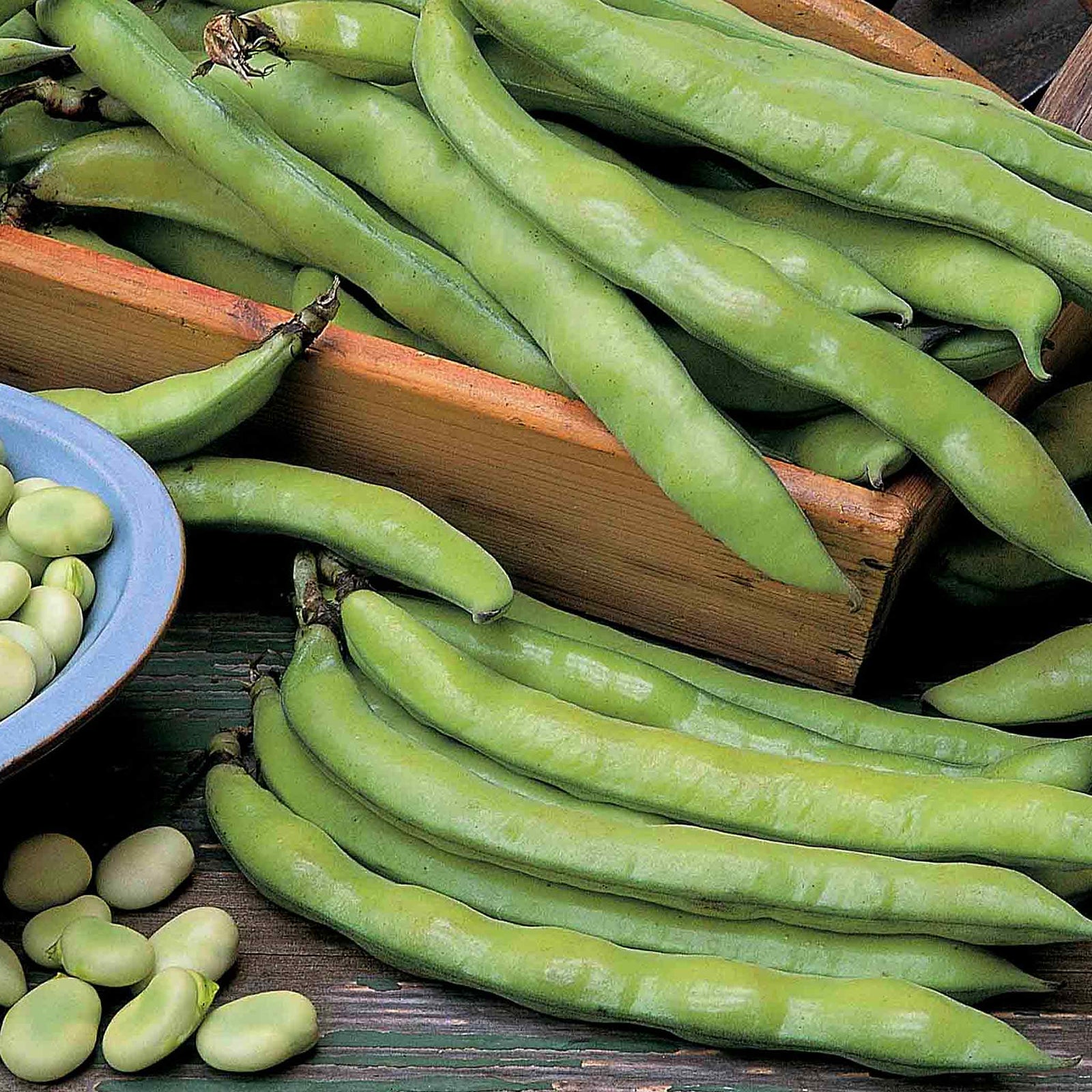 Broad Bean Plant Aquadulce Claudia Early Hardy Variety | 12 x Pro Grower Plugs | Green