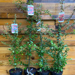 4x 4ft Large Mixed Pyracantha Plants Evergreen Shrubs Potted (4 Colours)