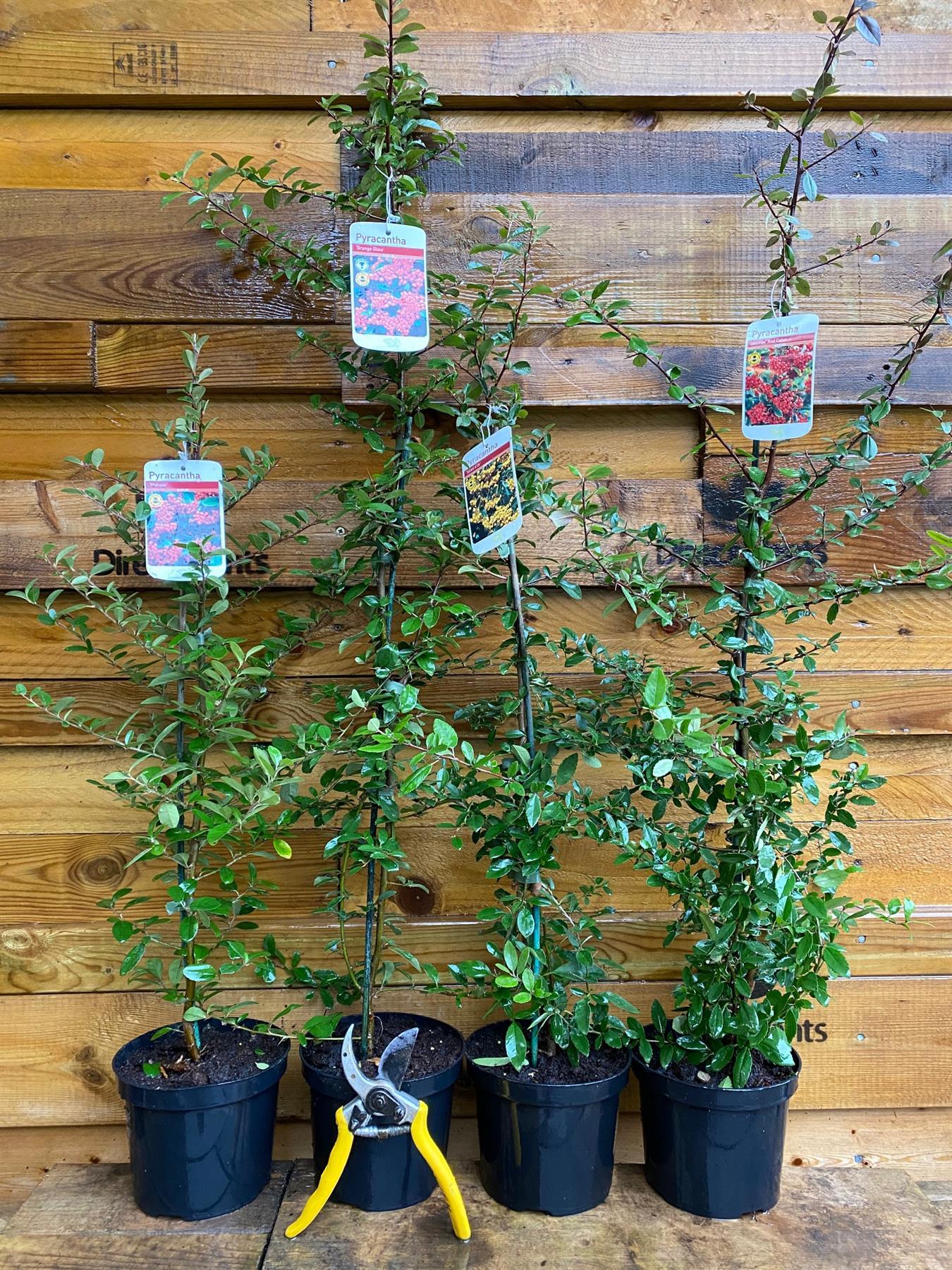 4x 4ft Large Mixed Pyracantha Plants Evergreen Shrubs Potted (4 Colours)