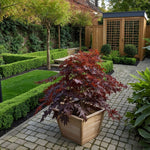 Japanese Maple - Acer Palmatum 'Black Lace' - Height 60-70cm - ⌀19cm | Set-of-2 | Green
