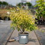 Caryopteris Incana 'sunshine Blue' Shrub | 1 x 3L | Blue & Yellow