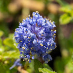 Ceanothus 'blue Mound' - Evergreen Californian Lilac, Bright Blue Flowers | 3 x 7cm Plants | Blue