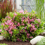 Weigela 'picobella Rosa' - Compact Pink-flowering Shrub | 1 x 7.5L | Pink