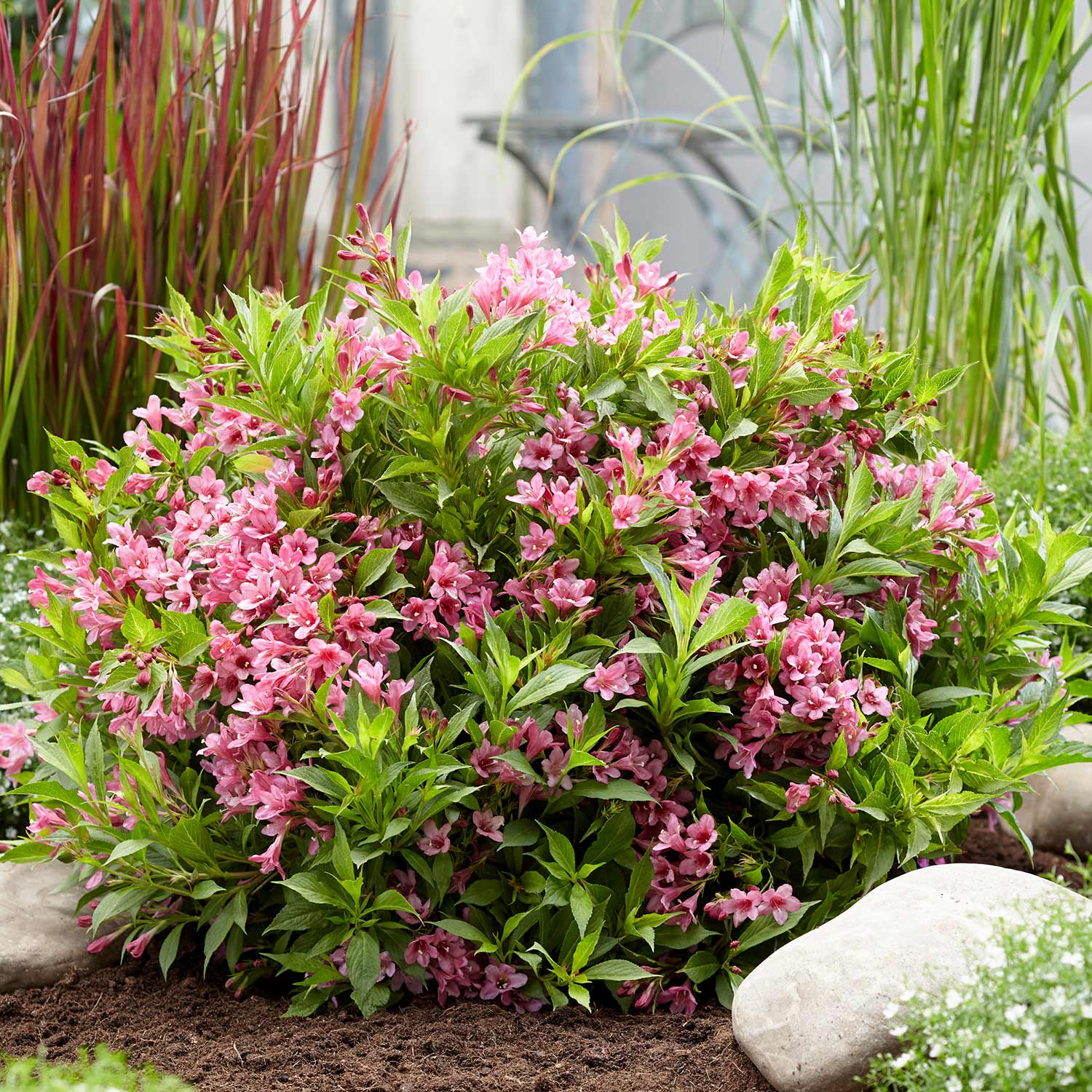Weigela 'picobella Rosa' - Compact Pink-flowering Shrub | 1 x 9cm | Pink