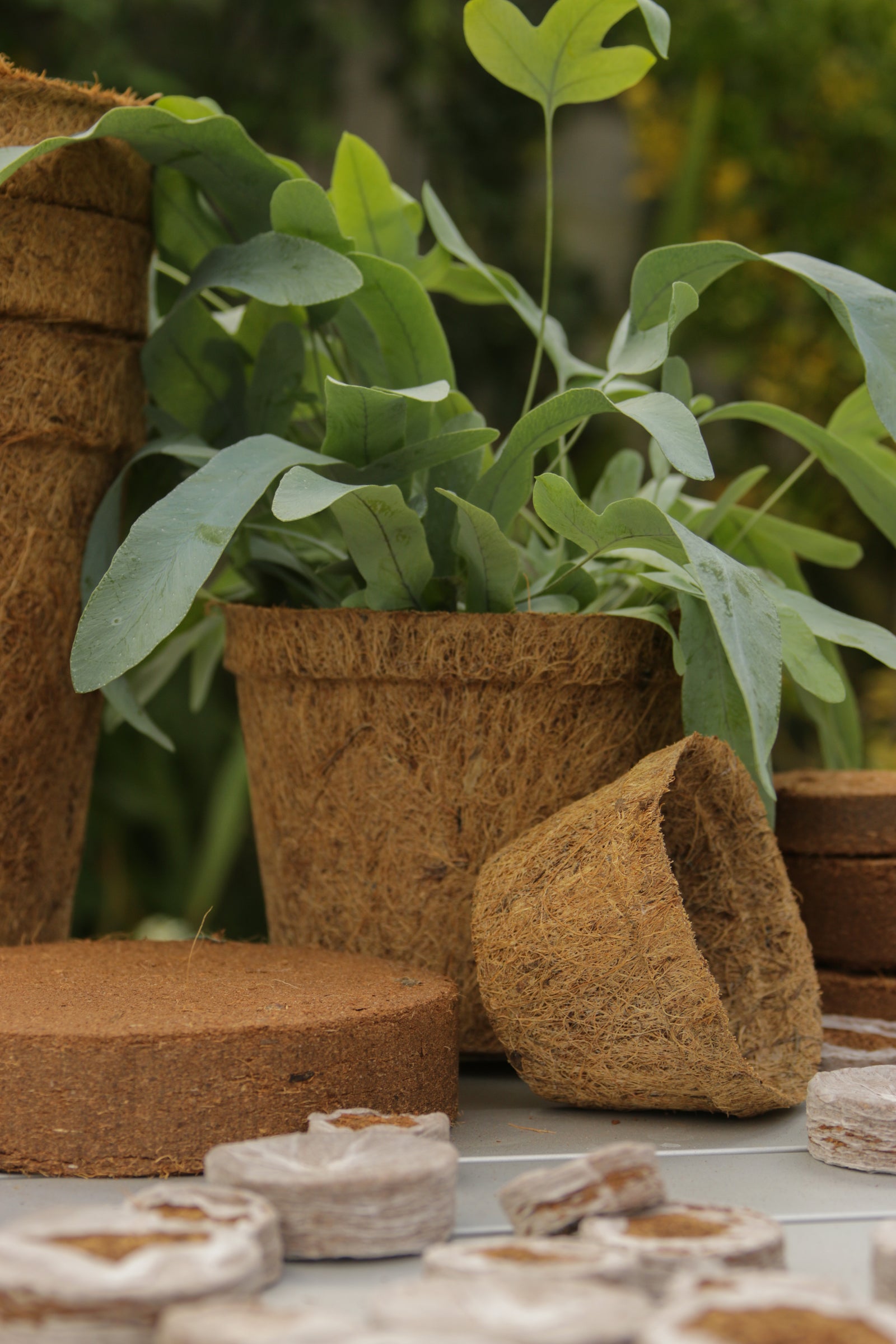 8cm Coir Pots Pack Of 10