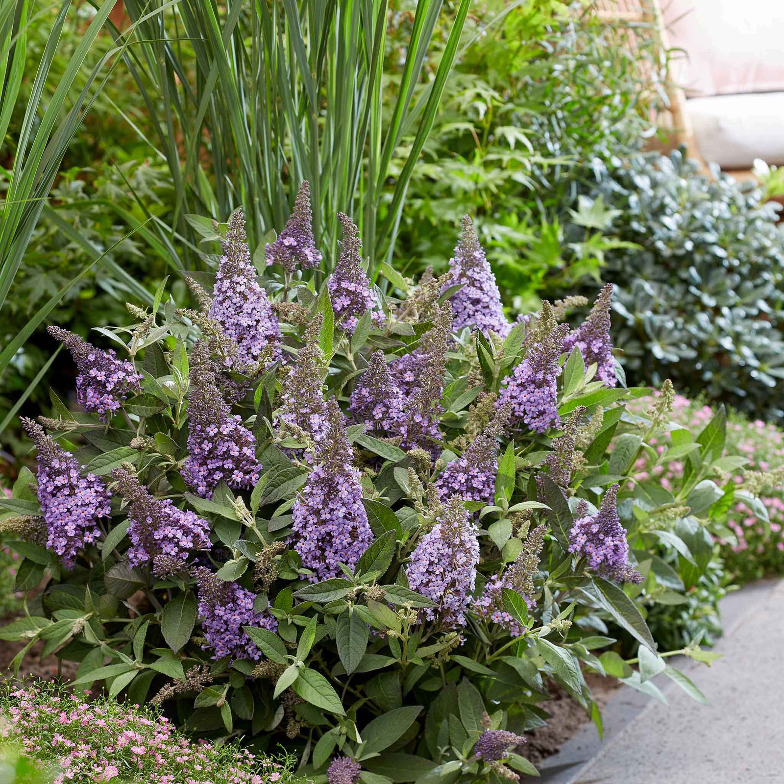 Buddleja 'butterfly Candy Little Sweetheart' Dwarf Purple Butterfly Bush | 1 x 3L | Purple
