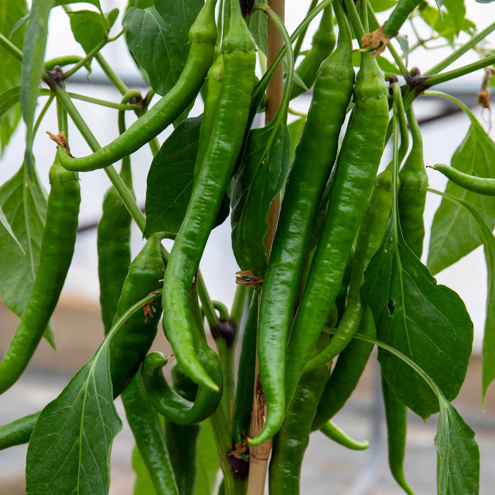 Long Horn' Chilli | 3 x 9cm | Multi