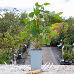 Mulberry 'mojo Berry' | 3 x 7cm Plants