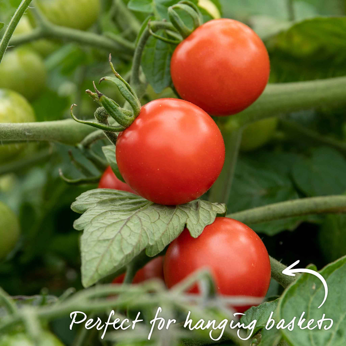 Tumbling Tom Bush Cherry Tomato 9cm Plants | Set of 6 | Red