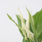 Peace Lilly - 6 Pcs. - Spathiphyllum 'torelli' - Height 30-45cm - ⌀12cm | Set-of-6 | White
