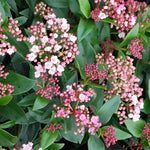Viburnum Tinus Evergreen Shrub Bushy Large Plant Supplied In A 3/4 Litre Pot