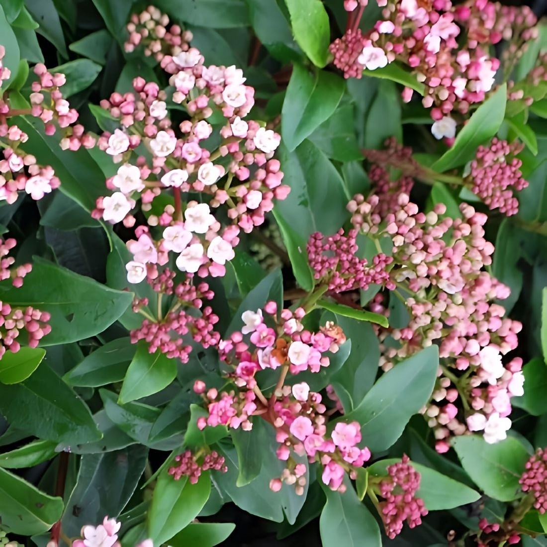 Viburnum Tinus Evergreen Shrub Bushy Large Plant Supplied In A 3/4 Litre Pot
