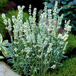 Ellagance Ice Lavender Seeds | 20 Seeds | Green & White