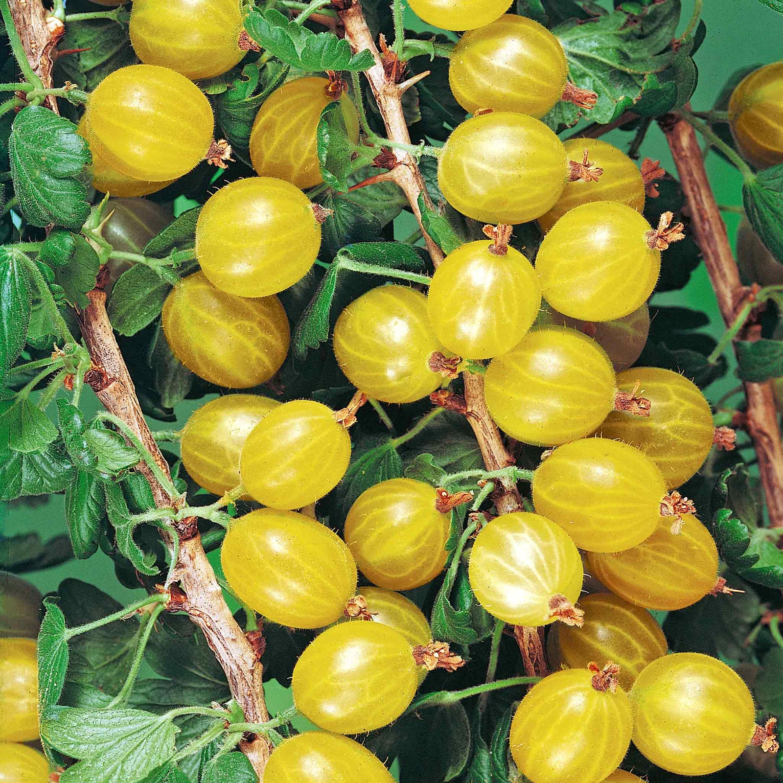 Gooseberry 'hinnonmaki Yellow' - Disease-resistant Yellow Dessert Variety | 1 x Bare Root | Yellow