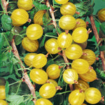 Gooseberry 'hinnonmaki Yellow' - Disease-resistant Yellow Dessert Variety | 3 x Bare Root | Yellow