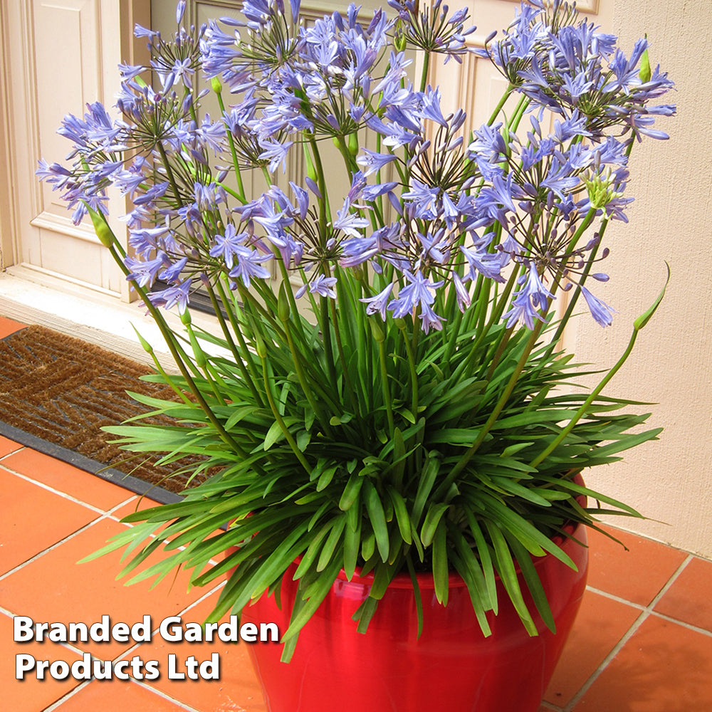Thompson & Morgan Agapanthus Blue Storm 9cm Pot