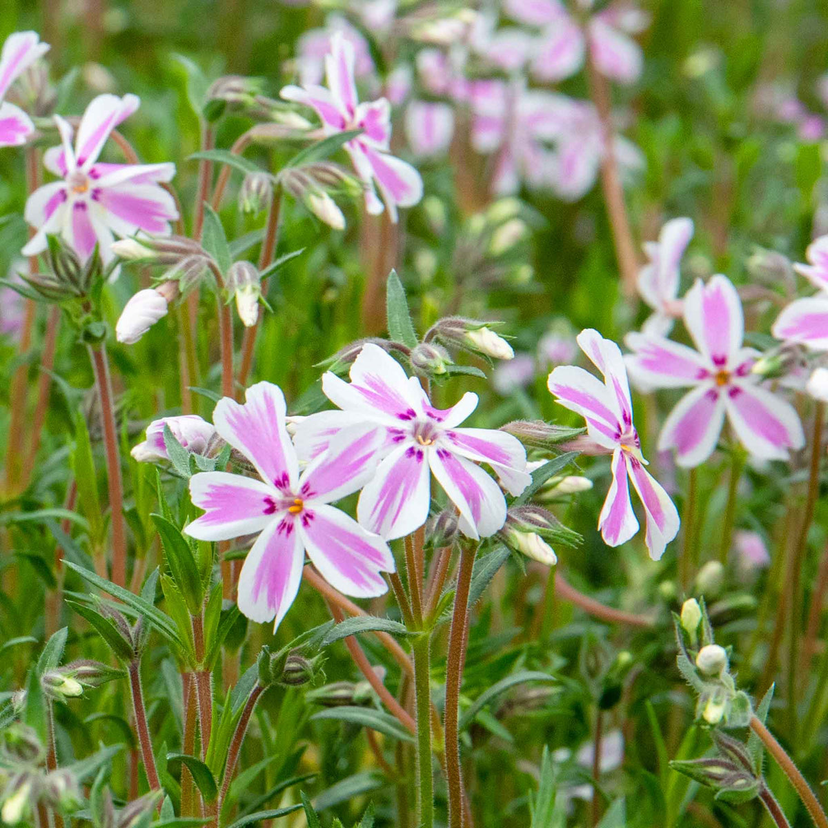 Phlox 'candy Stripe' Creeping Phlox Groundcover | 3 Plug Plants