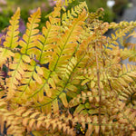 Japanese Shield Fern (rhs Award Of Garden Merit) | 1 x 9cm | Green & Pink