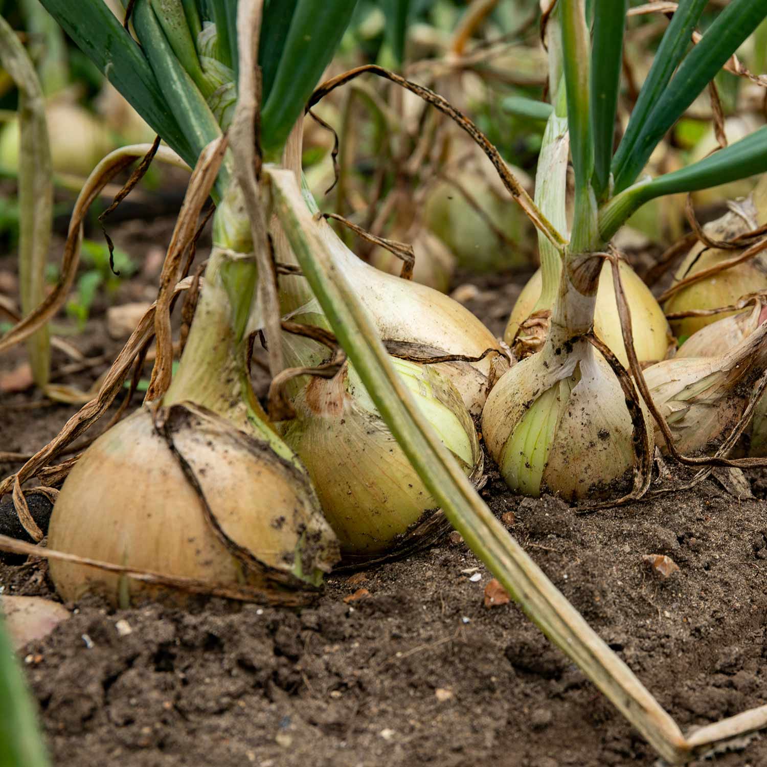 Onion Plants Ailsa Craig & Sturon Seedlings | Set-of-40