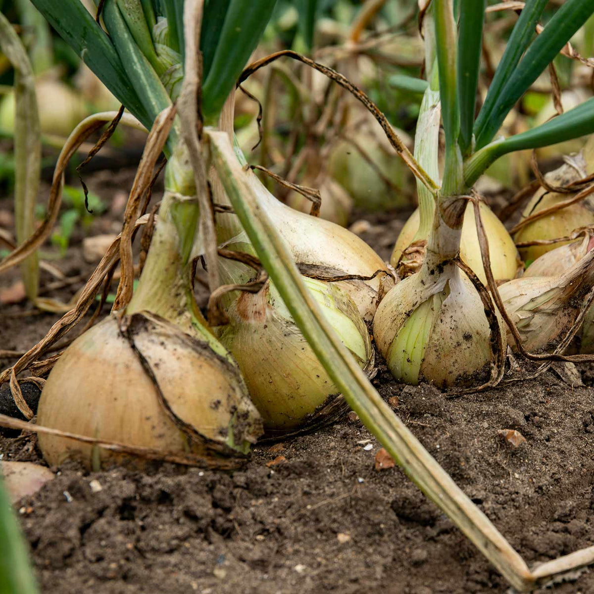 Onion 'ailsa Craig' - Large Golden Overwintering Onion | Set of 40