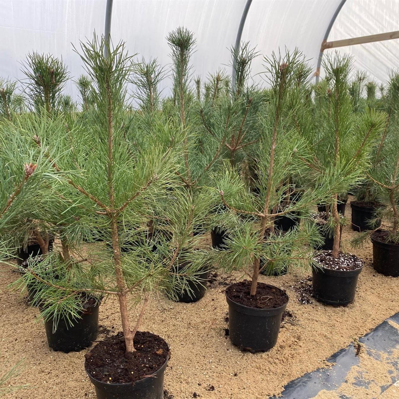 Scot's Pine Tree Pinus Sylvestris Plant Large 50-60cm Supplied In A 2 Litre Pot