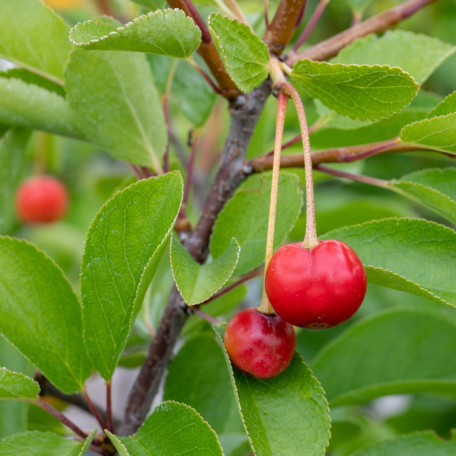 Dwarf Cherry Tree 'athos' | 1 x 3L