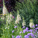 Digitalis 'dalmatian Cream' Compact Rhs Award Foxglove | Set of 12 | Multi