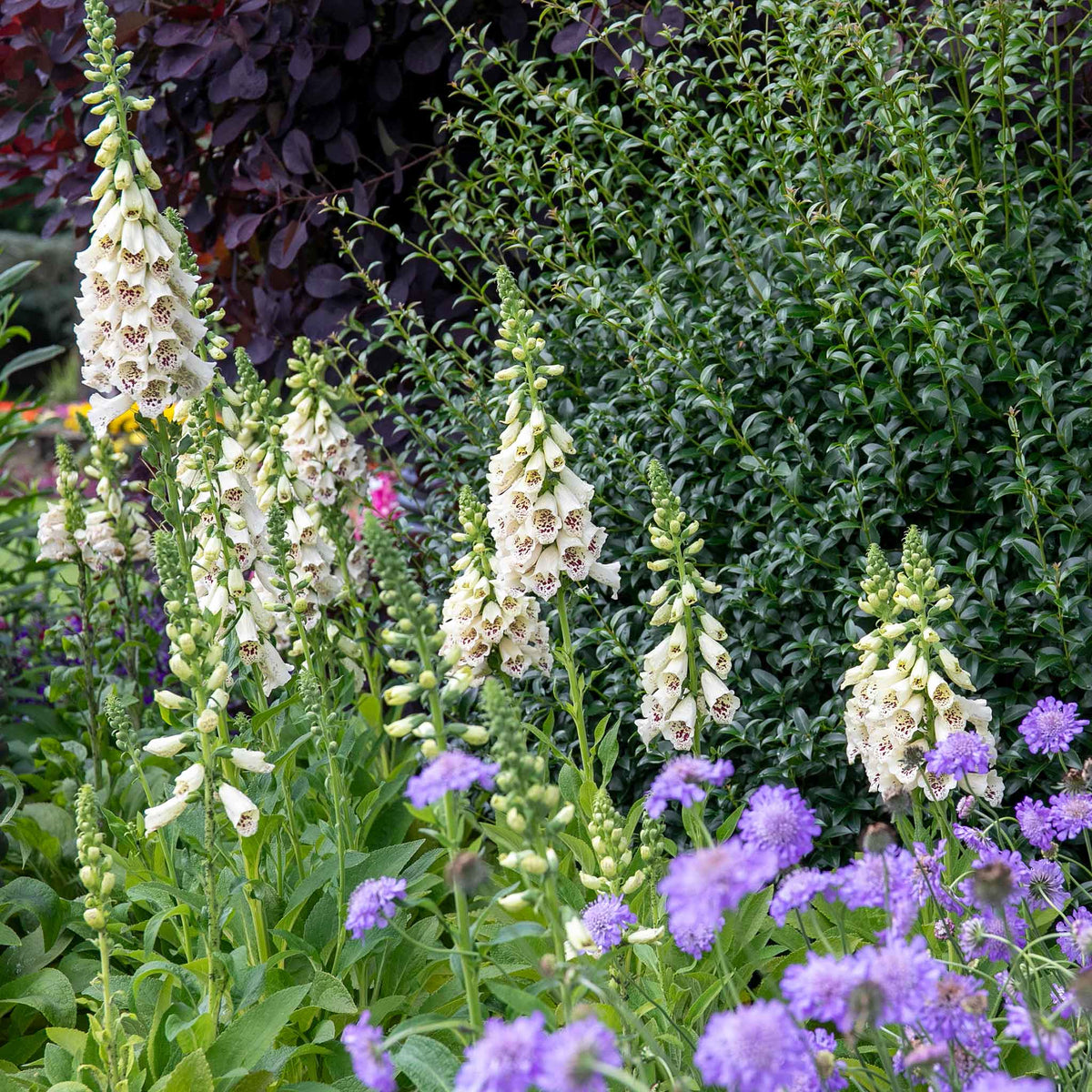 Digitalis 'dalmatian Cream' Compact Rhs Award Foxglove | Set of 12 | Multi