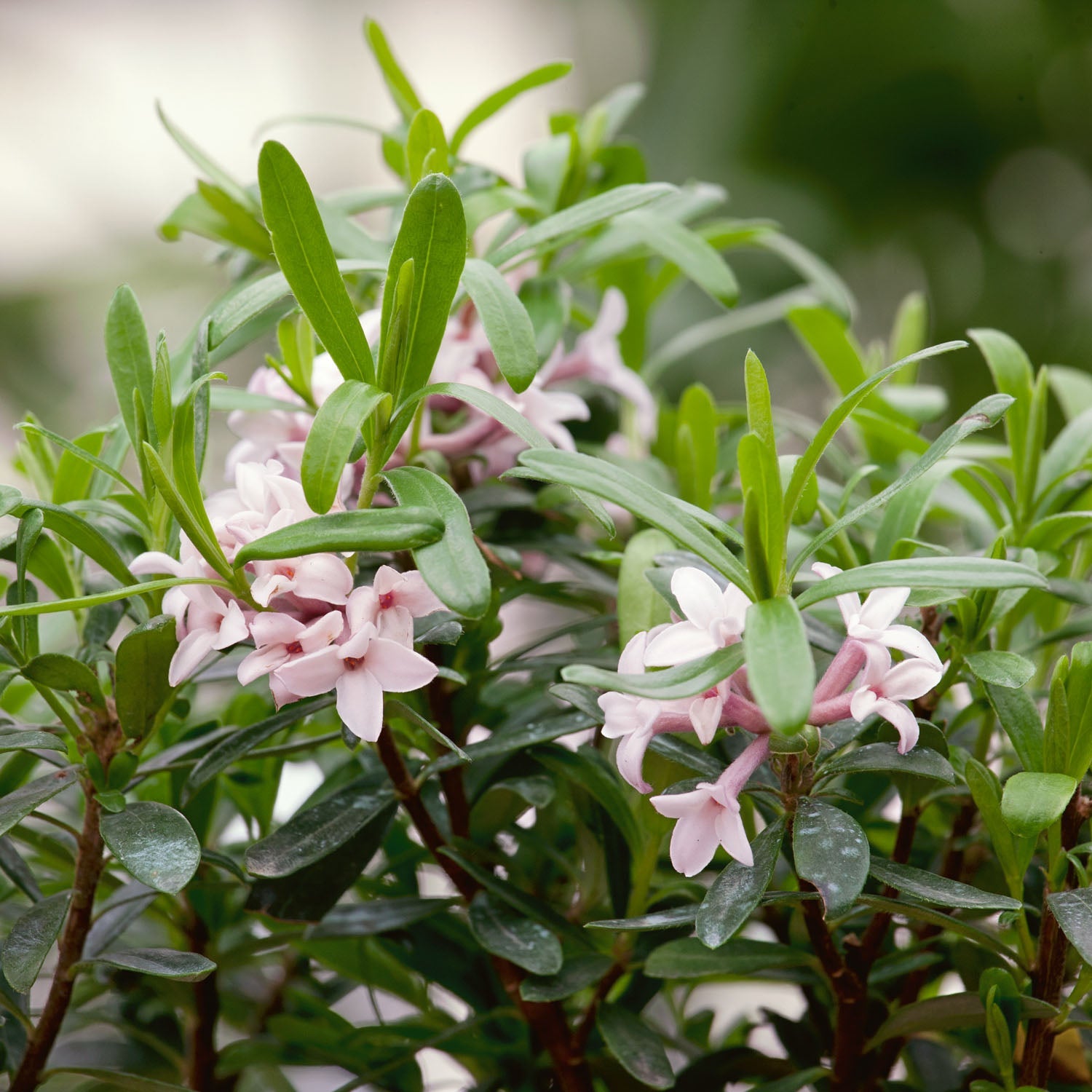 Daphne 'pink Fragrance' Fragrant Evergreen Shrub | 1 x 1.5L | Pink