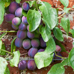 Plum 'czar' Bare-root (st Julian A) | 1 x Bare Root | Purple