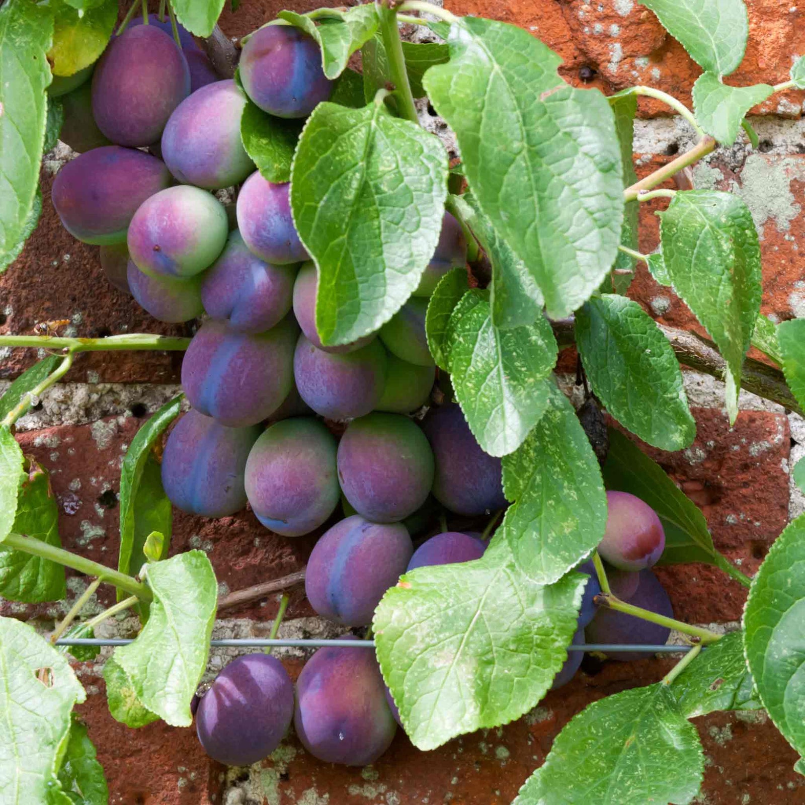 Plum 'czar' Bare-root (st Julian A) | 1 x Bare Root | Purple