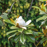 Magnolia 'grandiflora' Evergreen Plant | 1 x 9cm | White