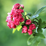 Crataegus Paul's Scarlet Tree 5-6ft Supplied In A 7.5 Litre Pot