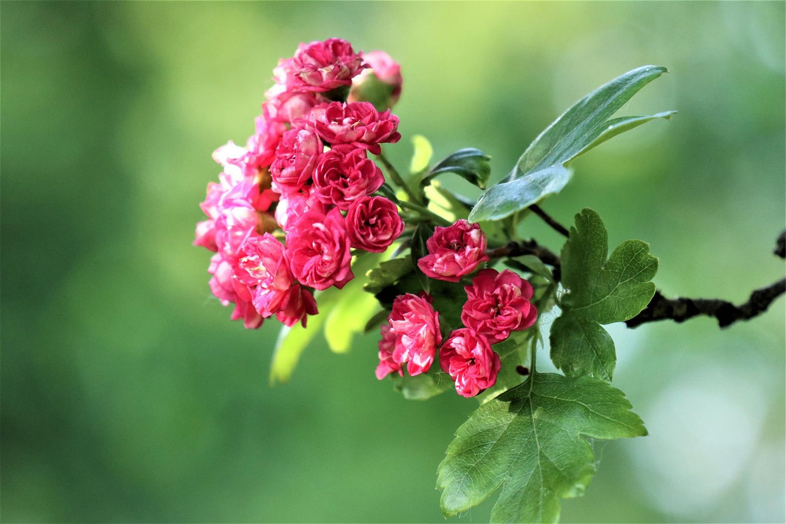 Crataegus Paul's Scarlet Tree 5-6ft Supplied In A 7.5 Litre Pot