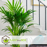 Parlour Palm - 3 Pcs. - Chamaedorea Elegans - Height 30-40cm - ⌀12cm | Set of 3 | Green