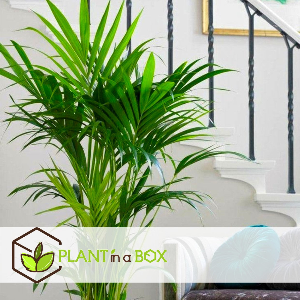 Parlour Palm - 3 Pcs. - Chamaedorea Elegans - Height 30-40cm - ⌀12cm | Set of 3 | Green