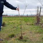 Plum Tree 'lizzie' Japanese Plum With Blood-red Flesh | 1 x Bare Root | Purple