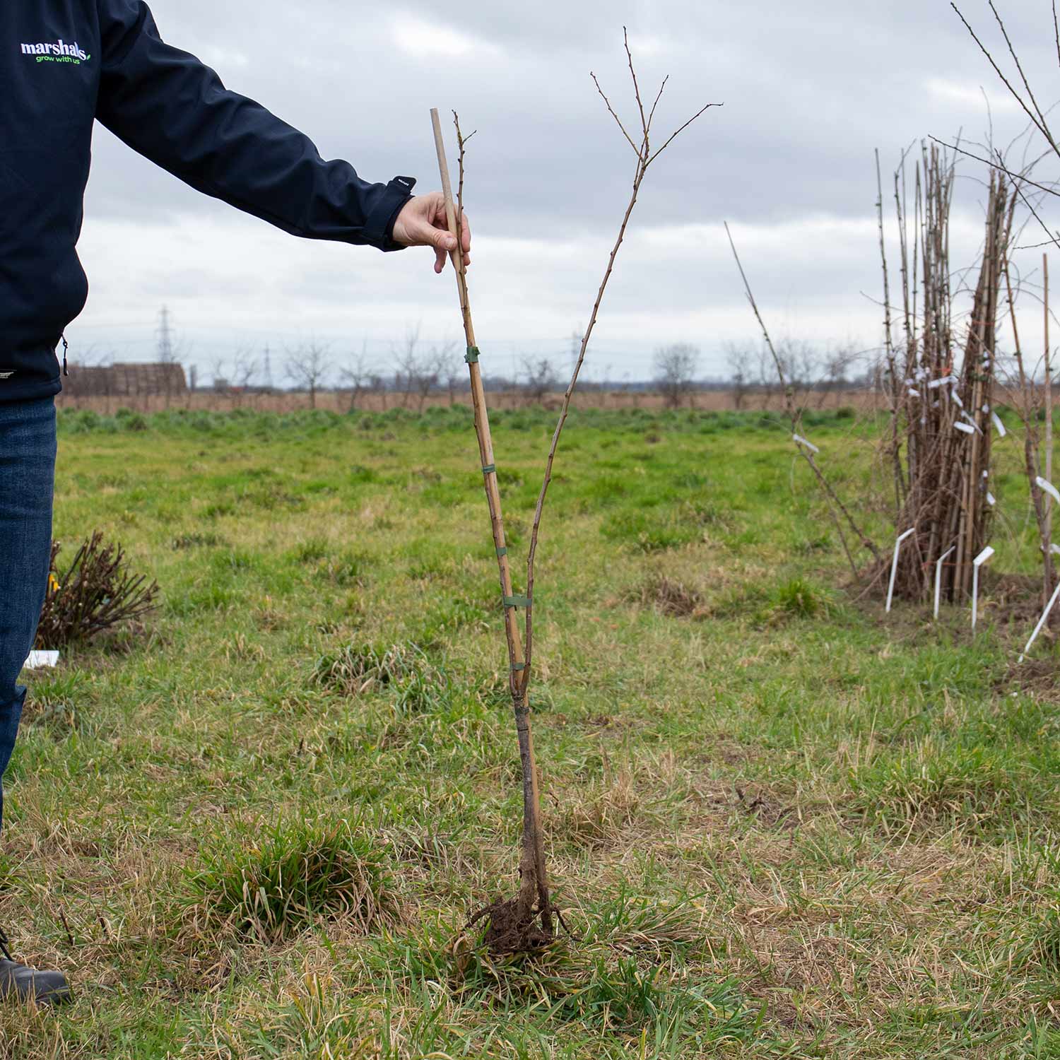 Plum Tree 'lizzie' Japanese Plum With Blood-red Flesh | 1 x Bare Root | Purple
