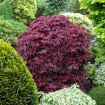 Acer Palmatum Shaina Japanese Maple Large Tree 4ft Supplied In A 5 Litre Pot