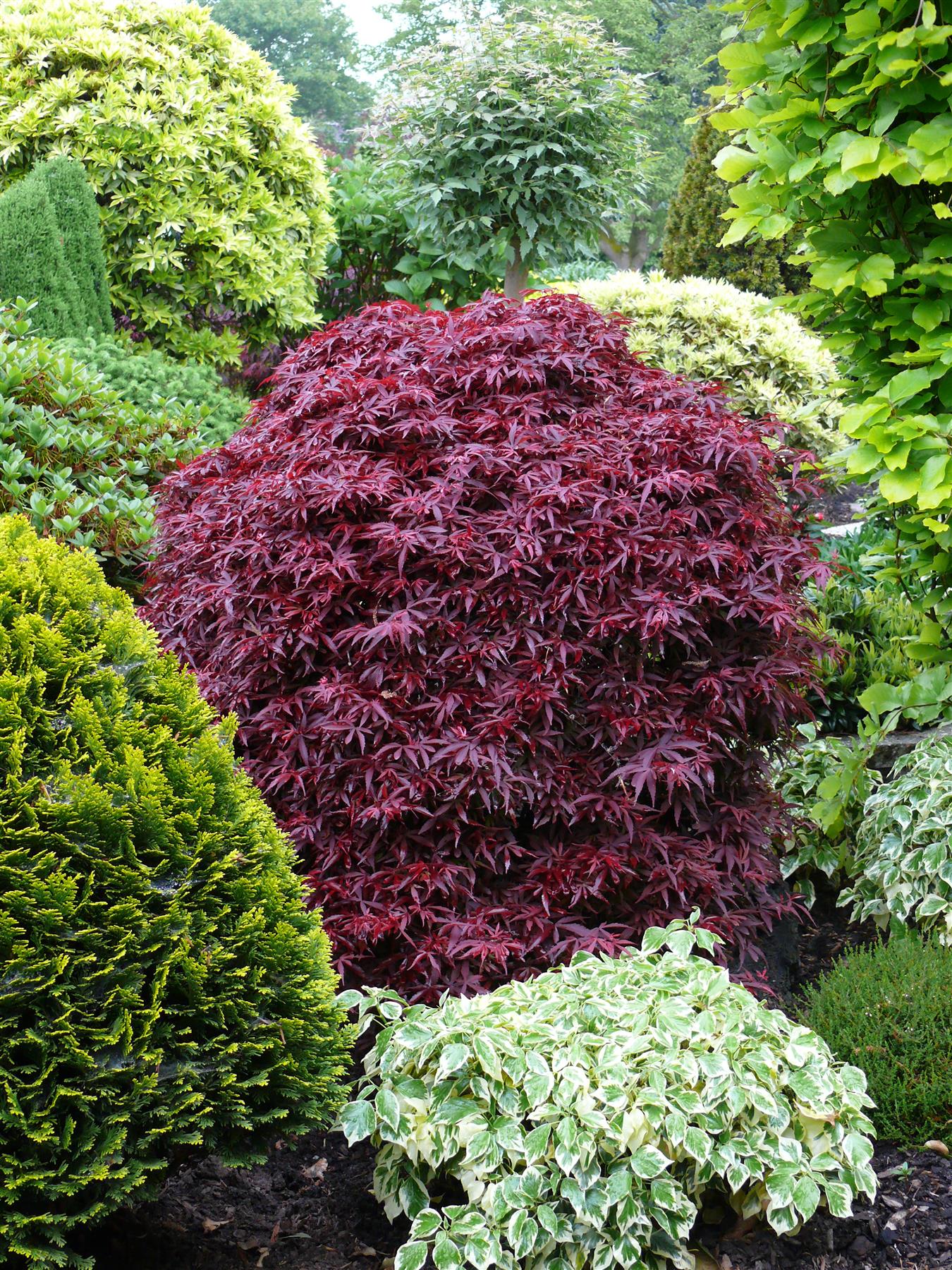 Acer Palmatum Shaina Japanese Maple Large Tree 4ft Supplied In A 5 Litre Pot