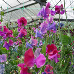 Sweet Pea  'blue Shift' (spencer-type) Seeds | 21 Seeds