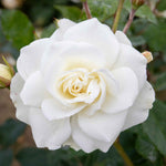Climbing Rose 'iceberg' Rhs Award | 1 x Bare Root | White
