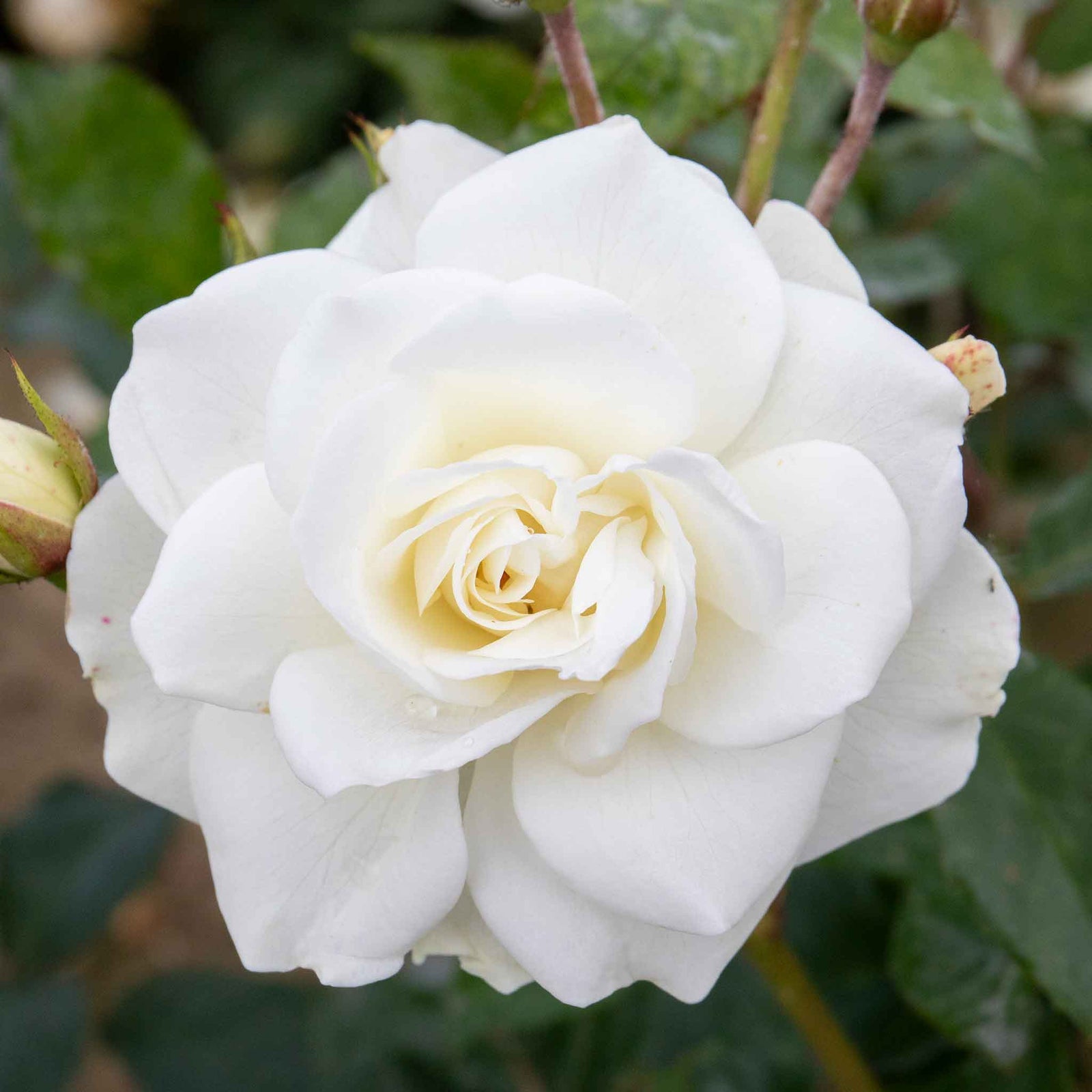 Climbing Rose 'iceberg' Rhs Award | 1 x Bare Root | White