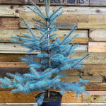 Picea Pungens Edith Blue Colorado Spruce Tree 2.5-3ft Large In A 7.5 Litre Pot
