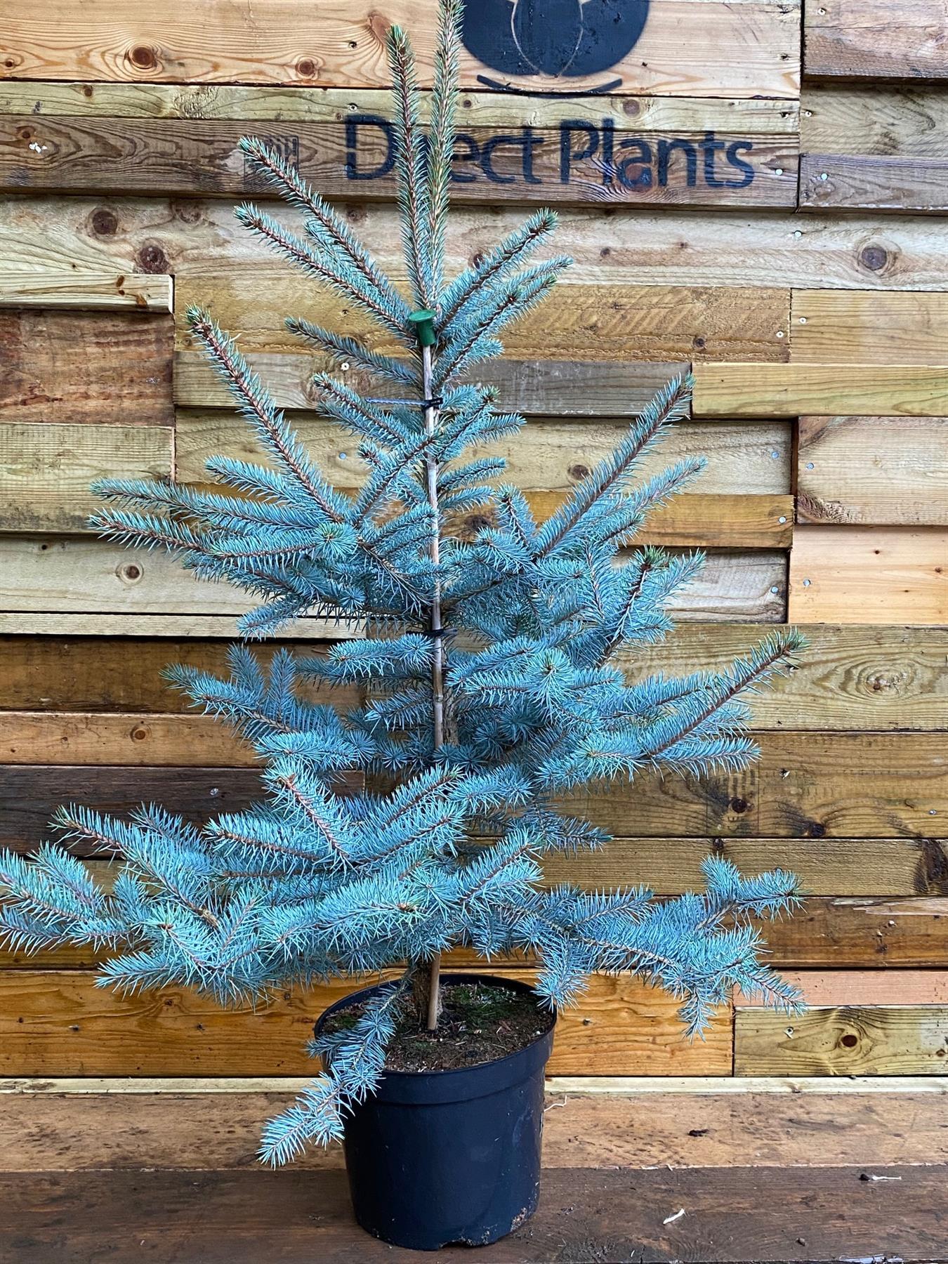 Picea Pungens Edith Blue Colorado Spruce Tree 2.5-3ft Large In A 7.5 Litre Pot