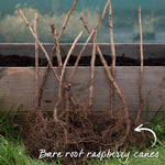 Thornless Raspberry 'joan J' - Compact Autumn-fruiting Primocane Bare Roots | Set of 5 | Scarlet